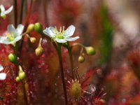 Drosera intermedia 99, Kleine zonnedauw, Saxifraga-Hans Dekker