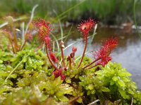 Drosera rotundifolia 13, Ronde zonnedauw, Saxifraga-Mark Zekhuis