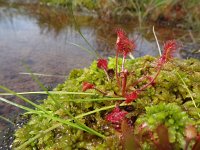 Drosera rotundifolia 14, Ronde zonnedauw, Saxifraga-Mark Zekhuis