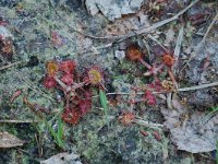 Drosera rotundifolia 2, Ronde zonnedauw, Saxifraga-Willem van Kruijsbergen