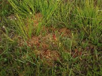 Drosera rotundifolia 22, Ronde zonnedauw, Saxifraga-Hans Boll