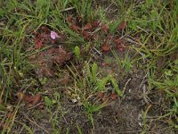 Drosera rotundifolia 31, Ronde zonnedauw, Saxifraga-Hans Boll