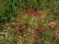 Drosera rotundifolia 34, Ronde zonnedauw, Saxifraga-Hans Boll