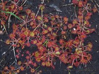 Drosera rotundifolia 39, Ronde zonnedauw, Saxifraga-Ed Stikvoort