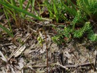 Drosera rotundifolia 4, Ronde zonnedauw, Saxifraga-Willem van Kruijsbergen