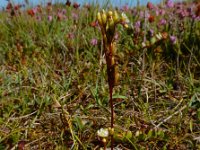 Drosera rotundifolia 41, Ronde zonnedauw, Saxifraga-Ed Stikvoort