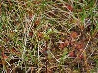 Drosera rotundifolia 5, Ronde zonnedauw, Saxifraga-Willem van Kruijsbergen