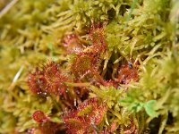 Drosera rotundifolia 50, Ronde zonnedauw, Saxifraga-Simone van Velzen