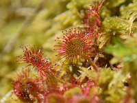 Drosera rotundifolia 51, Ronde zonnedauw, Saxifraga-Simone van Velzen