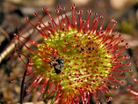 Drosera rotundifolia 6, Ronde zonnedauw, Saxifraga-Hans Dekker