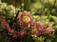 Drosera rotundifolia 60, Ronde zonnedauw, Saxifraga-Luuk Vermeer