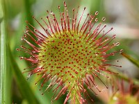 Drosera rotundifolia 64, Ronde zonnedauw, Saxifraga-Sonja Bouwman (2)