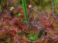 Drosera rotundifolia 7, Ronde zonnedauw, Saxifraga-Dirk Hilbers