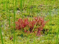 Drosera x obovata 3, Bastaardzonnedauw, Saxifraga-Hans Grotenhuis