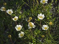 Dryas octopetala 10, Saxifraga-Willem van Kruijsbergen