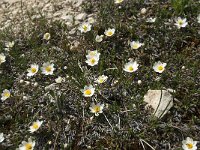 Dryas octopetala 12, Saxifraga-Annemiek Bouwman