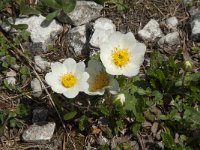 Dryas octopetala 13, Saxifraga-Annemiek Bouwman