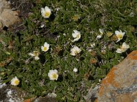 Dryas octopetala 16, Saxifraga-Willem van Kruijsbergen