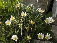 Dryas octopetala 18, Saxifraga-Willem van Kruijsbergen