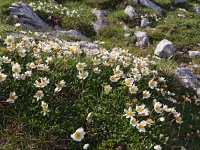 Dryas octopetala 19, Saxifraga-Hans Dekker