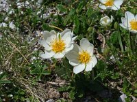 Dryas octopetala 22, Saxifraga-Jeroen Willemsen