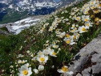 Dryas octopetala 23, Saxifraga-Ed Stikvoort