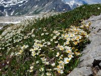 Dryas octopetala 24, Saxifraga-Ed Stikvoort