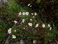 Dryas octopetala 26, Saxifraga-Ed Stikvoort