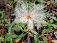 Dryas octopetala 28, Saxifraga-Ed Stikvoort