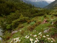 Dryas octopetala 29, Saxifraga-Ed Stikvoort