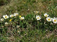 Dryas octopetala 3, Saxifraga-Willem van Kruijsbergen