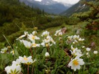 Dryas octopetala 33, Saxifraga-Ed Stikvoort