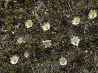 Dryas octopetala 36, Saxifraga-Willem van Kruijsbergen