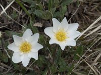 Dryas octopetala 37, Saxifraga-Willem van Kruijsbergen