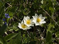 Dryas octopetala 4, Saxifraga-Jan van der Straaten