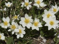 Dryas octopetala 40, Saxifraga-Willem van Kruijsbergen