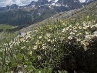 Dryas octopetala 43, Saxifraga-Willem van Kruijsbergen