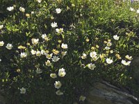 Dryas octopetala 45, Saxifraga-Willem van Kruijsbergen