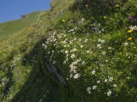 Dryas octopetala 46, Saxifraga-Willem van Kruijsbergen