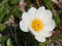 Dryas octopetala 48, Saxifraga-Jan Nijendijk