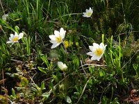 Dryas octopetala 49, Saxifraga-Rutger Barendse