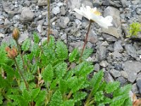 Dryas octopetala 50, Saxifraga-Rutger Barendse