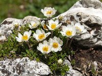 Dryas octopetala 53, Saxifraga-Luuk Vermeer