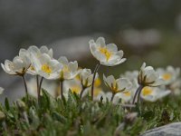 Dryas octopetala 60, Saxifraga-Luuk Vermeer