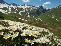 Dryas octopetala 62, Saxifraga-Harry Jans