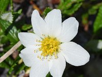 Dryas octopetala 66, Saxifraga-Sonja Bouwman  Zilverkruid - Dryas octopetala - Rosaceae familie; Croda Rossa, Tre Cime (Moos, I)