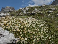 Dryas octopetala 70, Saxifraga-Luuk Vermeer