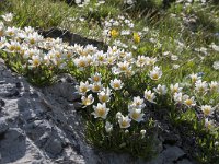 Dryas octopetala 76, Saxifraga-Luuk Vermeer