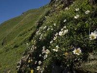 Dryas octopetala 9, Saxifraga-Willem van Kruijsbergen