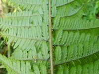 Dryopteris affinis 12, Geschubde mannetjesvaren, Saxifraga-Rutger Barendse